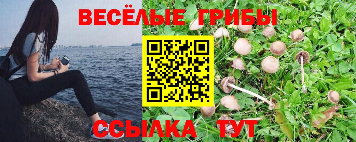 Галлюциногенные грибы мицелий  Псилоцибиновые грибы MAGIC MUSHROOMS  цены   Вход с VPN  Камышин 